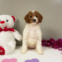 Goldendoodle Puppy Edith