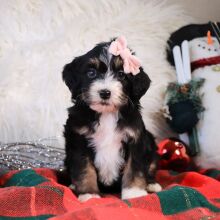Bernedoodle Puppy Libby