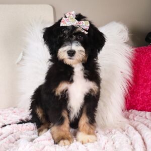 Bernedoodle Puppy Libby