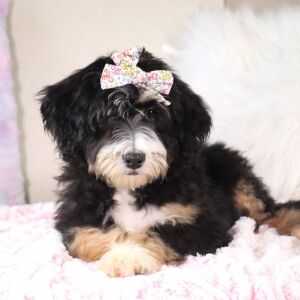 Bernedoodle Puppy Libby
