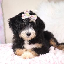 Bernedoodle Puppy Libby