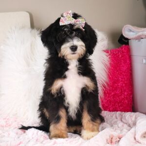 Bernedoodle Puppy Libby
