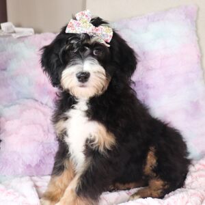 Bernedoodle Puppy Libby