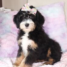 Bernedoodle Puppy Libby