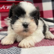 Shih Tzu Puppy Mindy