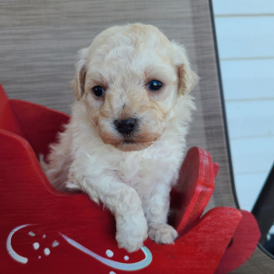 Maltipoo Puppy St.Nick