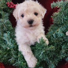 Maltipoo Puppy St.Nick