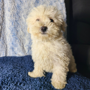 Maltipoo Puppy St.Nick