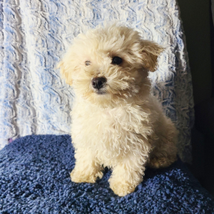 Maltipoo Puppy St.Nick