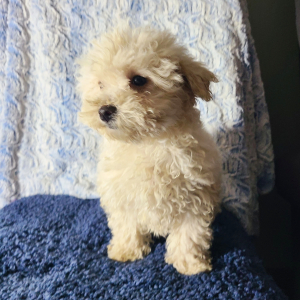Maltipoo Puppy St.Nick
