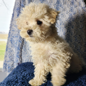 Maltipoo Puppy St.Nick