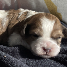 Shihpoo Puppy Carle
