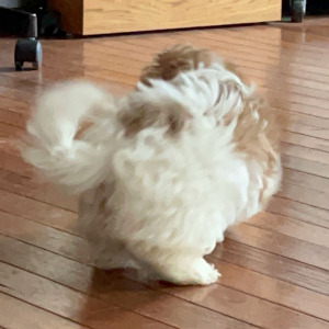 Shihpoo Puppy Carle