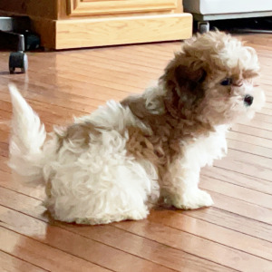 Shihpoo Puppy Carle