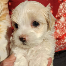 Maltese Puppy Buffy