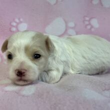 Maltipoo Puppy Linnie