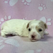 Maltipoo Puppy Linnie