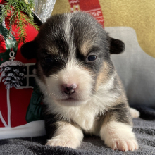 Pembroke Welsh Corgi Puppy Kiko