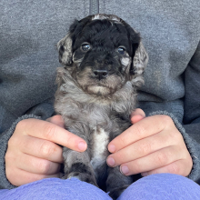 Labradoodle Puppy Augie
