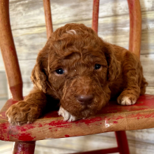 Poodle Puppy Hallie