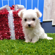 Maltese Puppy Theo