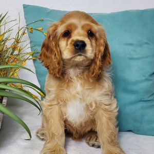 Cocker Spaniel Puppy Bourbon