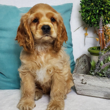 Cocker Spaniel Puppy Bourbon