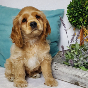 Cocker Spaniel Puppy Bourbon