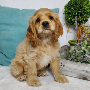 Cocker Spaniel Puppy Bourbon