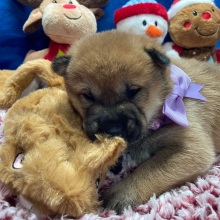Shiba Inu Puppy Soma