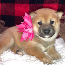 Shiba Inu Puppy Soma
