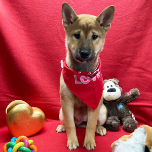 Shiba Inu Puppy Soma