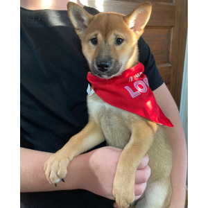 Shiba Inu Puppy Soma