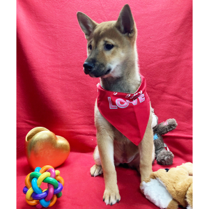 Shiba Inu Puppy Soma