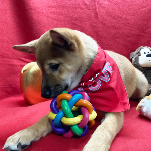 Shiba Inu Puppy Soma