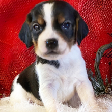 Beagle Puppy Razzel
