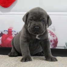 Cane Corso Puppy Weston