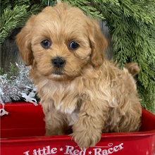 Shihpoo Puppy Homer