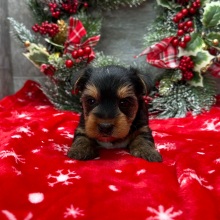 Yorkshire Terrier Puppy Duke
