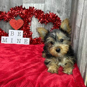 Yorkshire Terrier Puppy Duke
