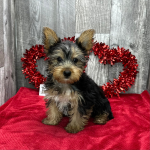 Yorkshire Terrier Puppy Duke