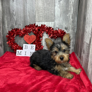 Yorkshire Terrier Puppy Duke