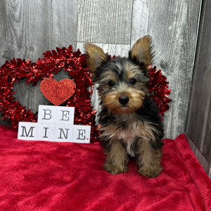 Yorkshire Terrier Puppy Duke