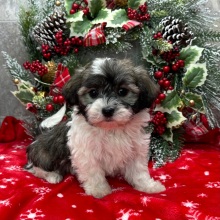 Havanese Puppy Iris