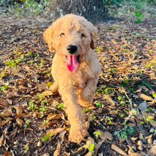 Goldendoodle Puppy Charlie