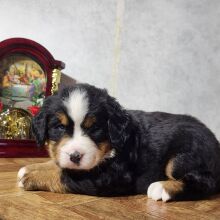 Bernese Mountain Dog Puppy Gloriana