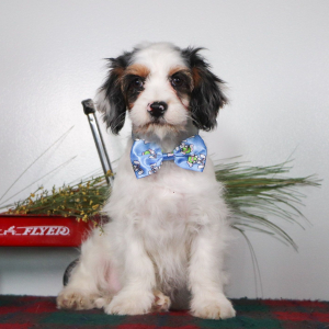 Cavapoo Puppy Nicholas