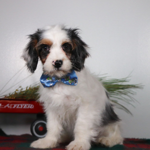 Cavapoo Puppy Nicholas