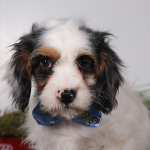 Cavapoo Puppy Nicholas