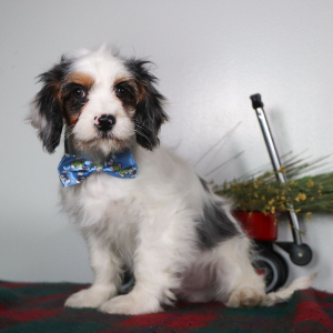 Cavapoo Puppy Nicholas